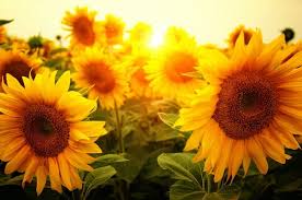 sunflower meaning symbolism mythology