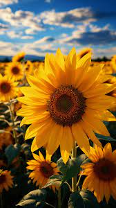 brilliant yellow sunflowers sway in a