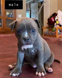 We did not find results for: Pitbull Puppies For Sale In Nc Pitbull Puppies For Sale Facebook