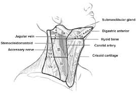 Cervical Lymph Node Partition Download Scientific Diagram