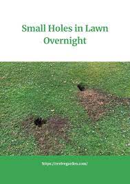 small holes in lawn overnight reasons