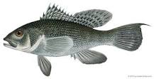 What kind of fish is a sea bass?