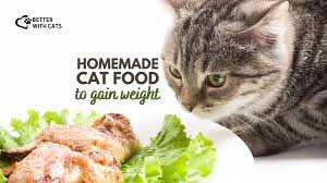 4 homemade cat food to gain weight