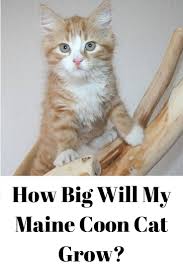 how big are maine cats maine