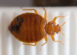 How To Get Rid Of Bed Bugs The Signs