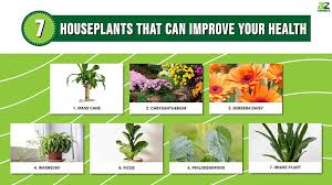 7 Houseplants That Can Improve Your