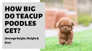 how big do teacup poodles get average