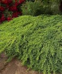 I like being able to see the mulch between the plants. Procumbens Nana Juniper Free Shipping All Seasons Garden Shop