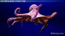 Octopus Description, Classification & Characteristics - Video ...