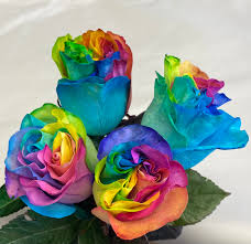 4 rainbow roses rsr04 11 bunches