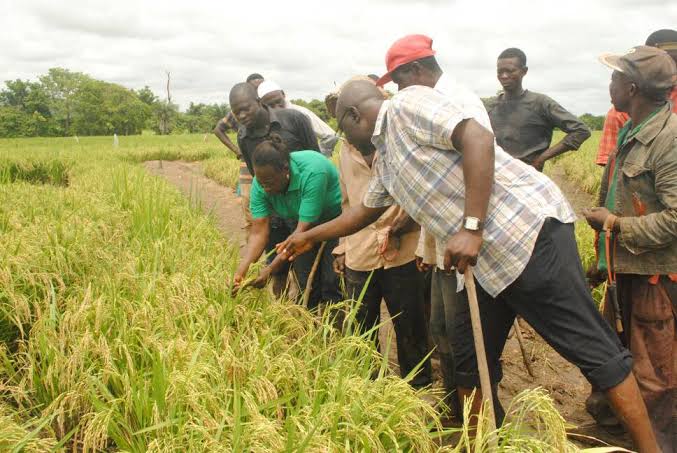 AGRICULTURAL EXTENSION PROGRAMMES IN NIGERIA