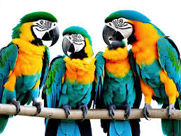 macaw bird in india may 2023
