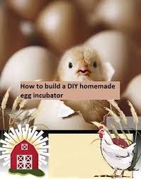 diy homemade egg incubator ebook