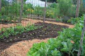 What To Plant In Your Vegie Patch In