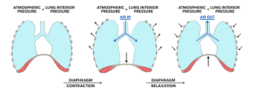 crossfit lung physiology breathing