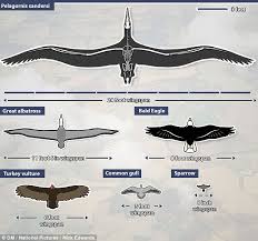 Condor With 24 Foot Wingspan Soared Across The Skies 28m