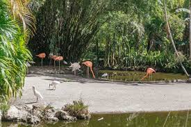 fort lauderdale flamingo gardens entry