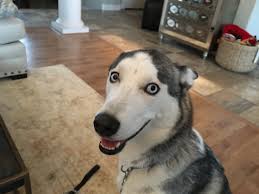 Huskies can be trained to have a reliable recall. How To Teach An Over Excited Siberian Husky To Calm Down And Listen Dog Gone Problems