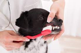 6 common mouth conditions in dogs petmd