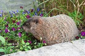 deter groundhogs from your garden