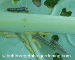 identifying vegetable garden pests in
