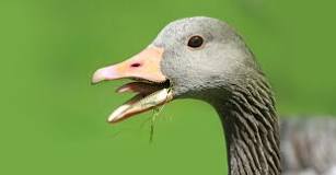 do-duck-beaks-have-teeth