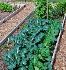 vegetable garden soil ph harvest to table