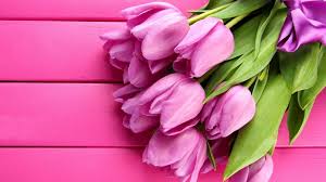 gorgeous pink tulips hd wallpaper