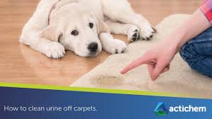 how to remove urine from carpets you