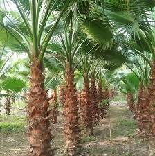 Green Washingtonia Palm Tree For Garden