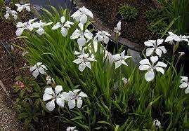 Iris Laevigata White Marginal Pond