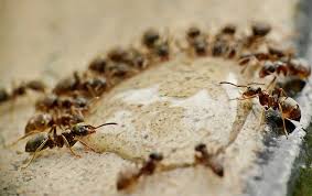sugar ants without spraying chemicals