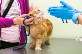 Вакцинация котов и кошек в Зеленограде и Солнечногорске