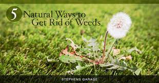 5 Natural Ways To Get Rid Of Weeds