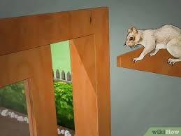 Once you have gotten the squirrel out of your house, try to find out how it entered your home and block those entry points. How To Get Rid Of A Squirrel In Your House 15 Steps