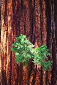 It's best to remove damaged branches completely. How To Trim A Pine Tree That Is Too Tall Quora