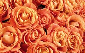Download 2,138 peach colored rose images and stock photos. Peach Rose Wallpapers Top Free Peach Rose Backgrounds Wallpaperaccess