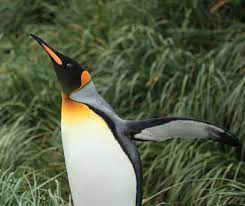 Find great deals on ebay for penguin pet. The 12 Coolest Exotic Pets That You Can T Own Pethelpful