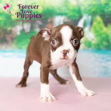 boston terrier puppy adopted in miami