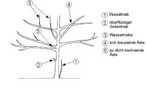 Der obstbaumschnitt sollte sich an die naturgemäße form richten, der so genannte pyramidenform. Mandelbaumchen Obstbaumschnitt Obststrauch