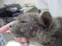 Miliary dermatitisrefers to a specific way in which feline skin responds to inflammation and/or irritation. Cutaneous Food Allergy In Animals Integumentary System Veterinary Manual