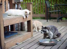 How to keep raccoons out of the garden. Raccoon Removal Tips For Your Deck Animal Remover