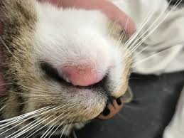 It is also caused by other reasons such as illness, medicines, allergies, climatic conditions or dryness. Cat Swollen Lip Meaning And Possible Remedy