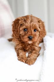 Here is a list of our currently available cavalier king charles & cavapoo puppies. Our Puppy Album Cavapoo Puppies For Sale Golden Valley Puppies Cavapoo Puppies King Charles Cavalier Mix Poodle Mi Cute Puppies Teddy Dog Cute Baby Dogs