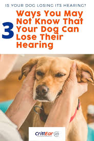 Asbestos is a group of minerals that occur naturally as bundles of tiny fibers. Three Surprising Ways That Dogs Can Lose Their Hearing Crittear