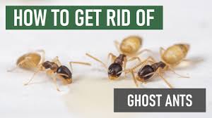 how to get rid of ghost ants tiny