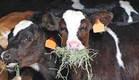 is-grass-hay-good-for-cows