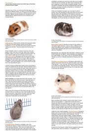 Types Of Hamsters Hamster Species Animals For Kids