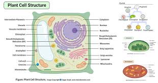 This page includes a diagram of a plant cell together with notes about the parts of plant cells including organelles present in plant cells, such as mitochondria, chloroplasts and golgi apparatus. Plant Cell Definition Labeled Diagram Structure Parts Organelles