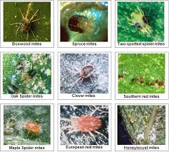 Spider Mite Killer Atlantis Hydroponics Blog